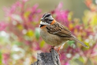 Strnadec ranni - Zonotrichia capensis - Rufous-collared Sparrow o1541